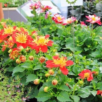 Dalie Goldalia ‘Scarlet Improved’ i ‘Rose Improved’ (z prawej), fot. Syngenta